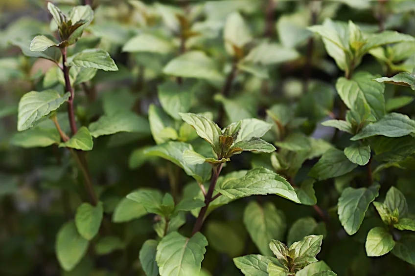 Chocolate Mint Leaves for Drying