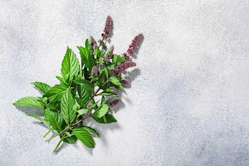 Spearmint Leaves for Drying