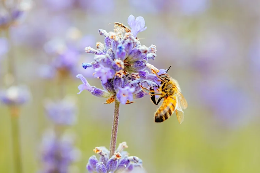 What is Lavender